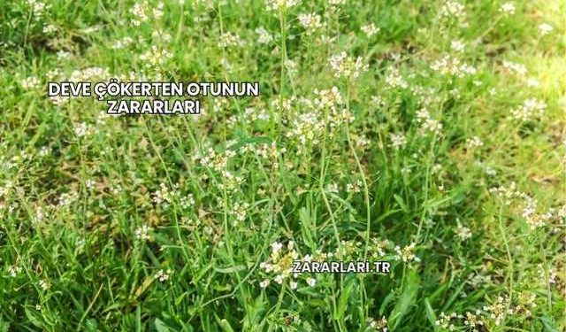 Deve Çökerten Otunun Zararları