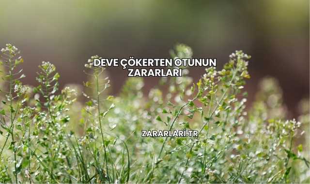 Deve Çökerten Otunun Zararları