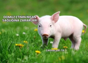 Domuz Etinin İnsan Sağlığına Zararları