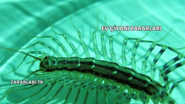 Ev Çiyanı Zararları