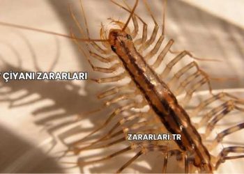 Ev Çiyanı Zararları