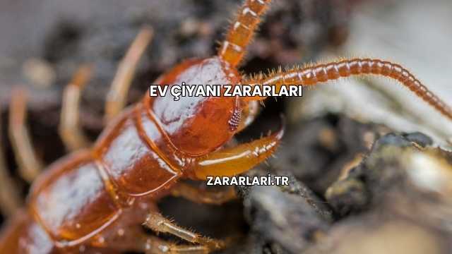 Ev Çiyanı Zararları