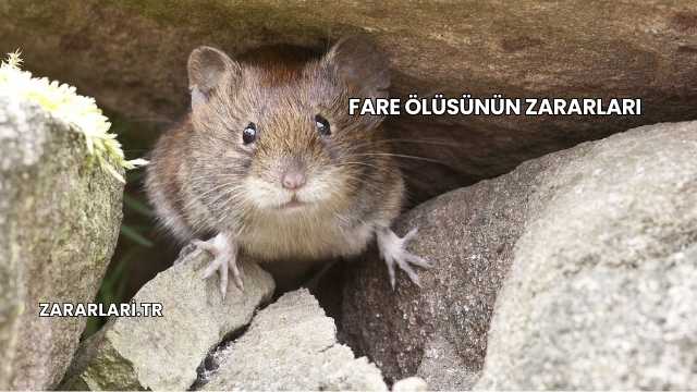 Fare Ölüsünün Zararları