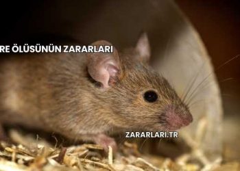 Fare Ölüsünün Zararları