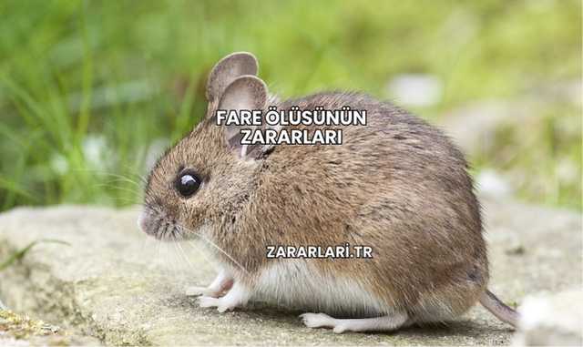 Fare Ölüsünün Zararları