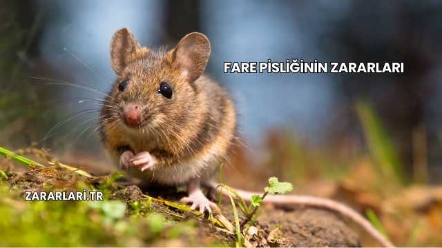 Fare Pisliğinin Zararları