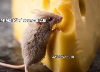 Fare Pisliğinin Zararları