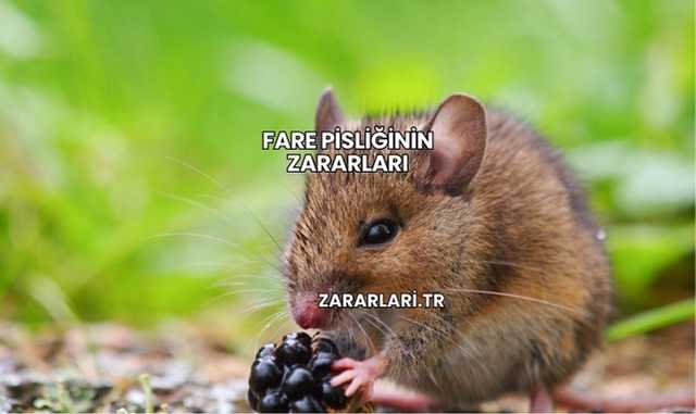 Fare Pisliğinin Zararları