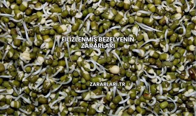 Filizlenmiş Bezelyenin Zararları