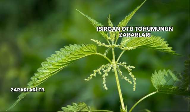 Isırgan Otu Tohumunun Zararları