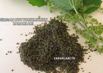 Isırgan Otu Tohumunun Zararları