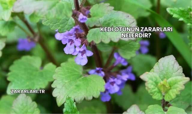 Kedi Otunun Zararları Nelerdir?