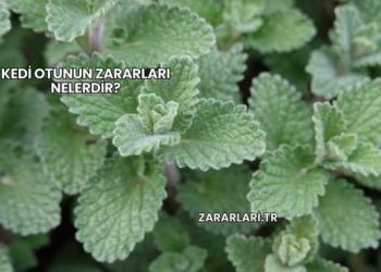 Kedi Otunun Zararları Nelerdir?