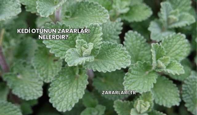 Kedi Otunun Zararları Nelerdir?