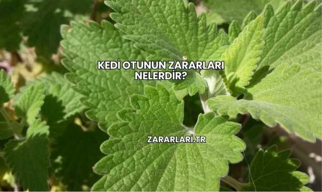 Kedi Otunun Zararları Nelerdir?
