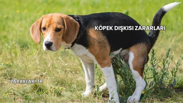 Köpek Dışkısı Zararları