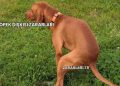 Köpek Dışkısı Zararları
