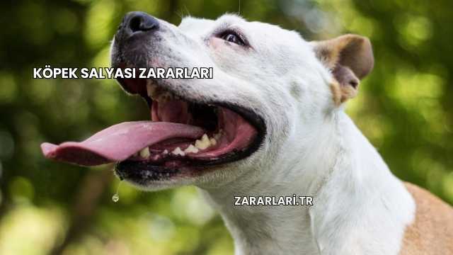 Köpek Salyası Zararları