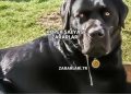 Köpek Salyası Zararları