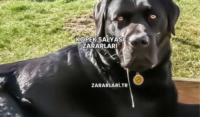 Köpek Salyası Zararları