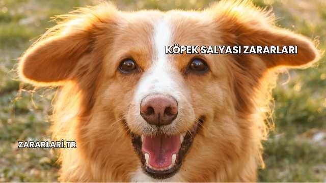 Köpek Salyası Zararları