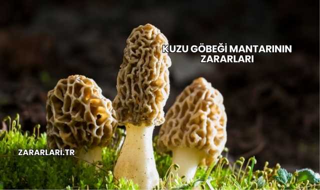 Kuzu Göbeği Mantarının Zararları
