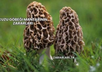 Kuzu Göbeği Mantarının Zararları