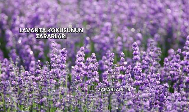 Lavanta Kokusunun Zararları