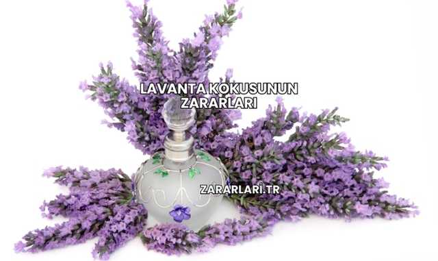 Lavanta Kokusunun Zararları