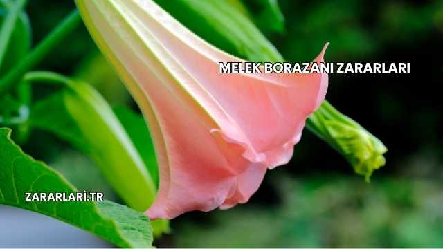 Melek Borazanı Zararları