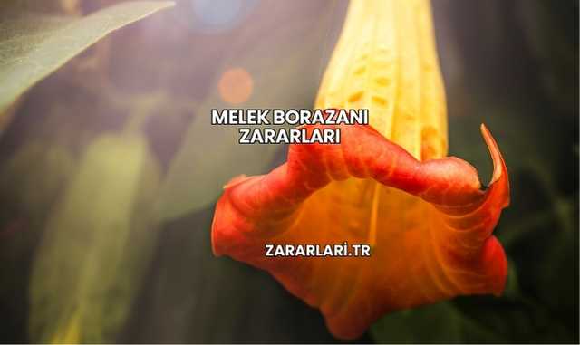 Melek Borazanı Zararları