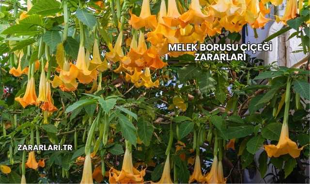 Melek Borusu Çiçeği Zararları