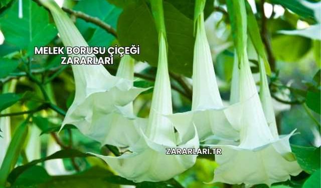Melek Borusu Çiçeği Zararları