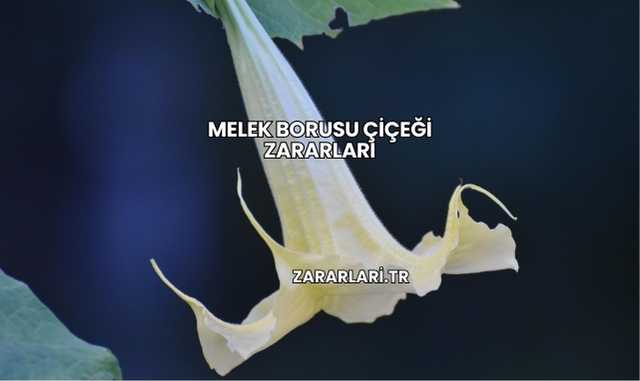 Melek Borusu Çiçeği Zararları