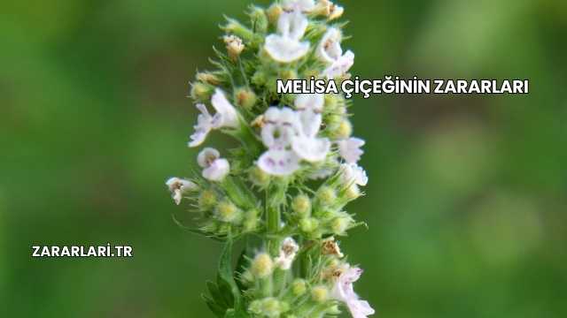 Melisa Çiçeğinin Zararları