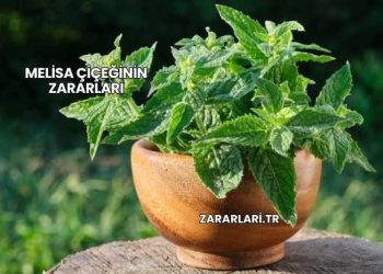 Melisa Çiçeğinin Zararları