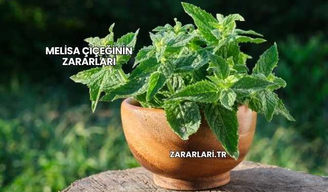 Melisa Çiçeğinin Zararları