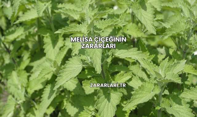 Melisa Çiçeğinin Zararları