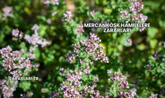 Mercanköşk Hamilelere Zararları
