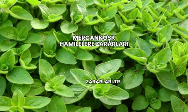 Mercanköşk Hamilelere Zararları