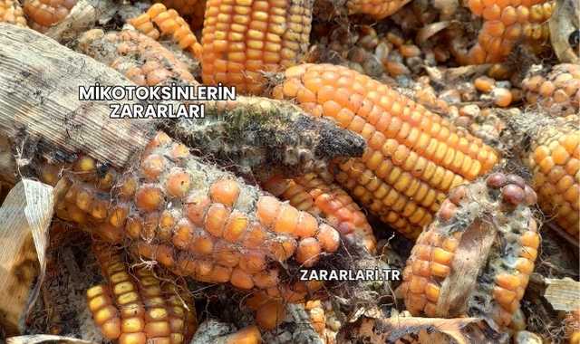 Mikotoksinlerin Zararları