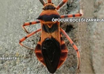 Öpücük Böceği Zararları