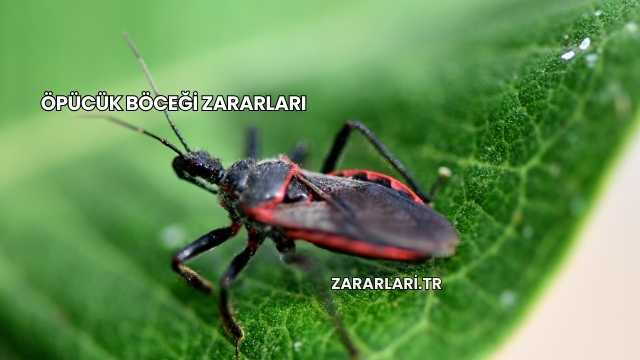 Öpücük Böceği Zararları
