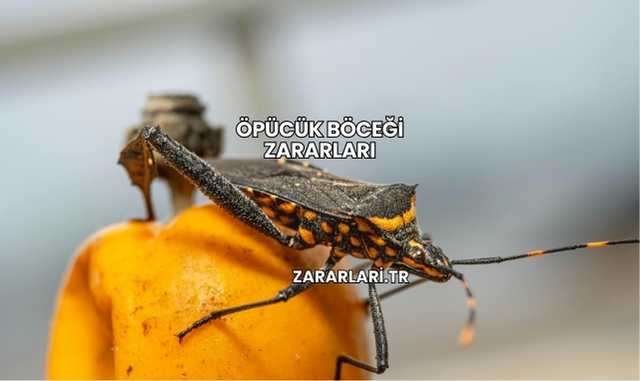 Öpücük Böceği Zararları