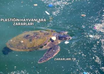 Plastiğin Hayvanlara Zararları