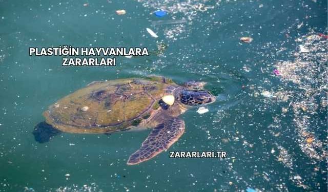 Plastiğin Hayvanlara Zararları