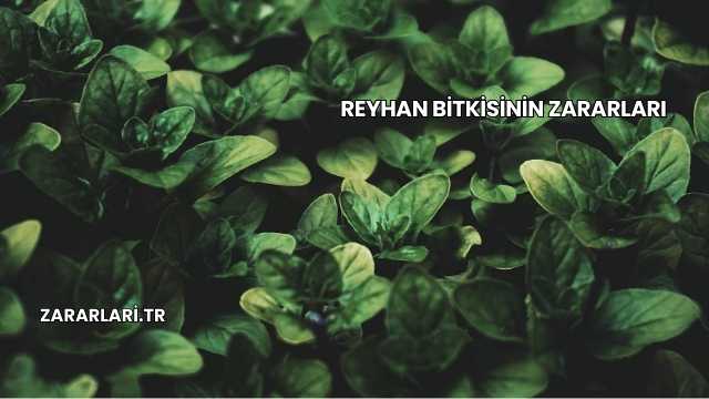 Reyhan Bitkisinin Zararları