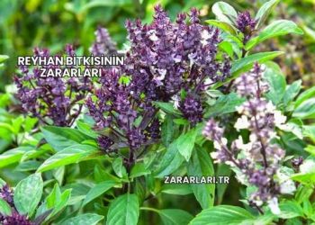 Reyhan Bitkisinin Zararları