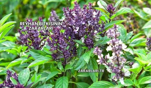 Reyhan Bitkisinin Zararları
