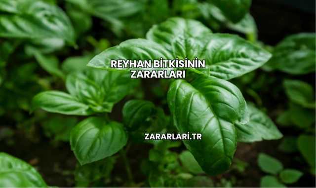 Reyhan Bitkisinin Zararları